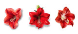 Closeup of red amaryllis flowers isolated on transparent background.