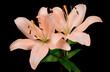 Two pink blooming lily flowers with green stem and leaves isolated on black background. Studio close-up shot.