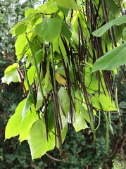 Wall Mural - Catalpa tree with growing long husks with seeds in park