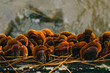 © Andrew Kornylak - Macro shot of orange False Turkey Tail crust fungus growing on a rotting log in Chapel Hill, North Carolina