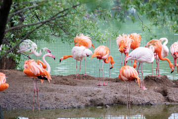 Wall Mural - A flamboyance of pink and caribbean flamingos resting by the water at the Moscow zoo.