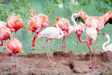 Wall Mural - A flamboyance of pink and caribbean flamingos resting by the water at the Moscow zoo.