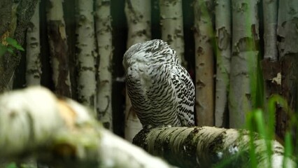Video of Snowy owl in zoo
