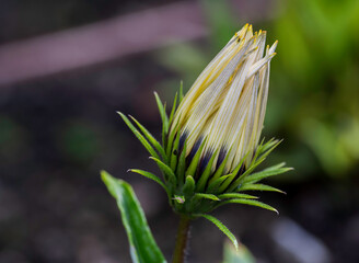 Wall Mural - Detail of the pale flower of the Gazania rigens plant.