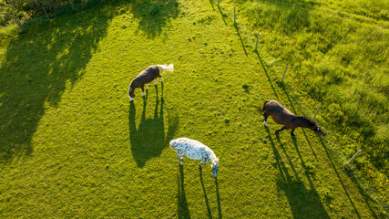 Top view of horses on mountain slope at horse farm. Horses are running on green grass