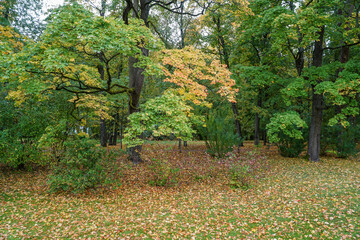 Wall Mural - autumn in the park