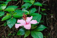 Pink Hibiscus Flower With Rain Drops On Green Leaves Background