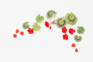 Wall Mural - frame of red geranium on white background