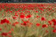 Red poppies - Papaver rhoeas field