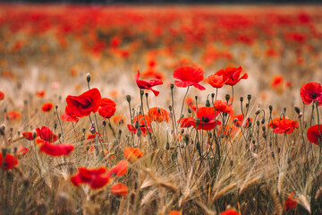 Wall Mural - Red poppies - Papaver rhoeas field