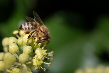 A Striped Honey Bee Sits On The Flower Of Wild Ivy And Looks For Pollen And Food. The Background Is Green And Black.