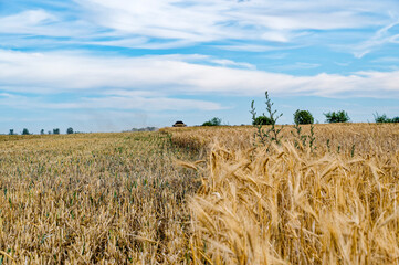 A partially harvested field lit by the sun and under a dramatic cloudy sky.