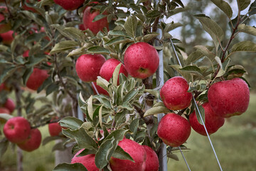 Red crispy ripe apples after the rain on the farm cloudy 