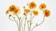 Beautiful background with dried flowers isolated on white background. Illustration for cover, postcard, greeting card, postcard, interior design, packaging, invitations or print.
