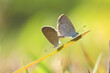 butterfly on grass mating session