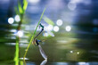 Damselflies mating on the pond with beautiful natural background