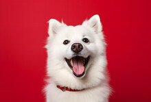 Portrait Of A Happy Smiling White Fluffy Dog On A Red Background