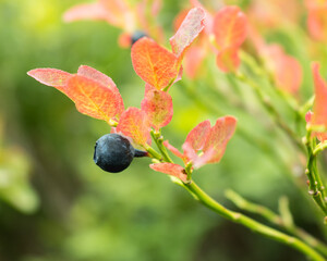 Sticker - blueberry bushes