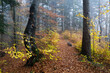 autumn in a mountain forest in the Bieszczady Mountains