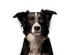 Close-up of a dog with a sad expression. Isolated on transparent background