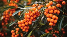Close-up Of A Firethorn Shrub With Orange Berries.