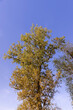linden tree in the autumn season with foliage changing color