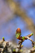 European larch during the appearance of the first needles in spring