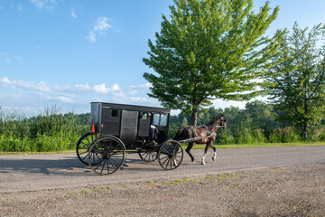 Wall Mural - Amish Buggy in Summer in Lowlands