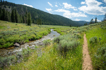 Poster - Bacon Rind Trail Cuts Through Meadow Alongside Creek