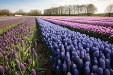 A Flourishing Field Of Purple Grape Hyacinths And Tulips. Generative AI