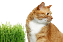 Cute Ginger Cat And Potted Green Grass On White Background