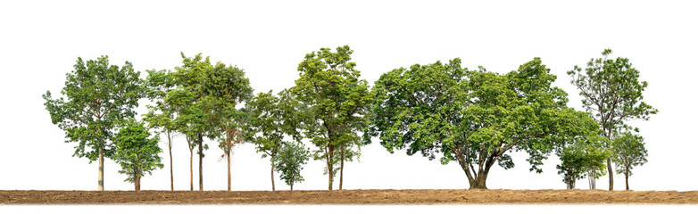 Poster - Green trees isolated on transparent background forest and summer foliage for both print and web with cut path and alpha channel