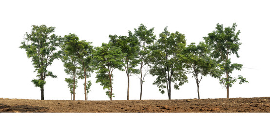 Aufkleber - Green trees isolated on transparent background forest and summer foliage for both print and web with cut path and alpha channel
