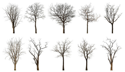 Leinwandbilder - Collection of dead tree isolated on transparent background. for easy selection of designs.