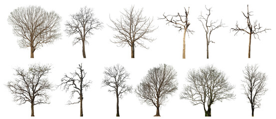 Leinwandbilder - Collection of dead tree isolated on transparent background. for easy selection of designs.