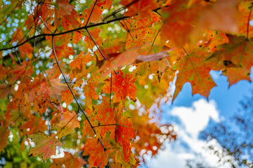 Sticker - autumn in the mountains