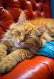 Fototapeta  - A cat peacefully sleeping on a vibrant red leather couch