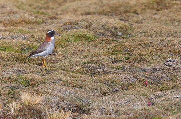Wall Mural - diademed sandpiper-plover, phegornis mitchellii