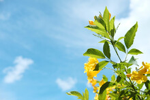 Golden Trumpet Flowers. Yellow Allamanda Cathartica Flowers With Cloud And Blue Sky.