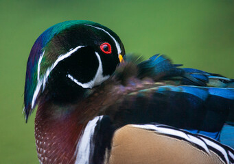 Wood Duck, Aix sponsa