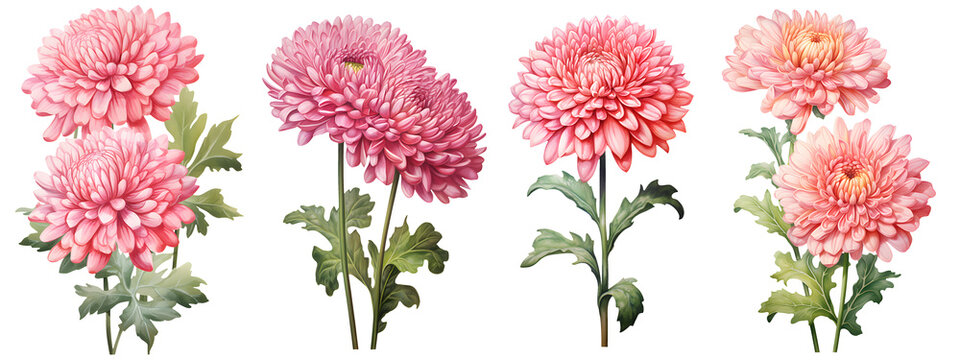 set of beautiful chrysanthemum flowers, isolated over a transparent background, cut-out floral, perf