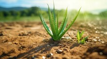A Beautiful Aloe Vera Plant Growing In Soil