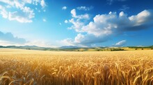 Beautiful Landscape With Field Of Wheat And Blue Summer Sky