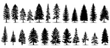 Set Of Silhouettes Of Trees. Pine Trees Isolated Images. Spruce Tree Illustration For Winter Christmas. Eps 10