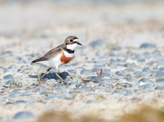 Wall Mural - double-banded plover, charadrius bicinctus bicinctus