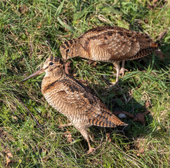 Wall Mural - Eurasian Woodcock, Scolopax rusticola