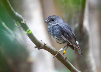 Wall Mural - North Island Robin, Petroica longipes