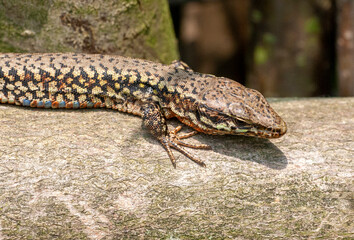 Common Wall Lizard, Podarcis muralis