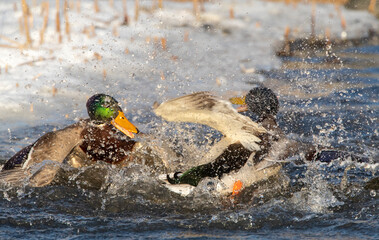 Wall Mural - mallard, anas platyrhynchos