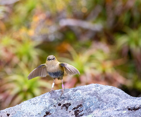 Wall Mural - New Zealand Rock Wren, Xenicus gilviventris